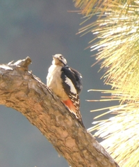 Dendrocopos himalayensis