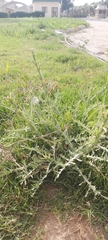 Launaea mucronata