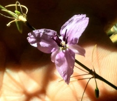 Dichopogon capillipes