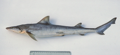 Australian Weasel Shark photo 1