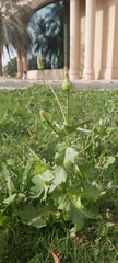 Urospermum picroides