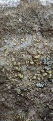 Lecanora polytropa