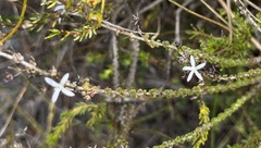 Wahlenbergia tenella