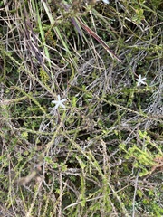 Wahlenbergia tenella