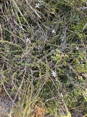 Wahlenbergia tenella