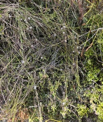 Wahlenbergia tenella