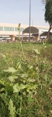 Urospermum picroides
