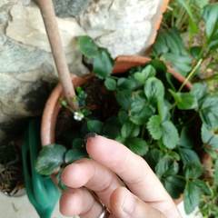 Armadillidium vulgare