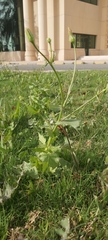Urospermum picroides