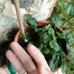 Armadillidium vulgare