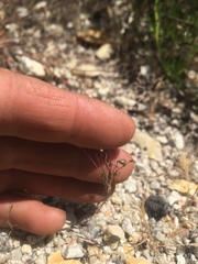 Nemacladus secundiflorus robbinsii