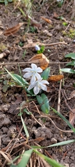 Scilla mischtschenkoana