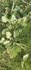 Urospermum picroides