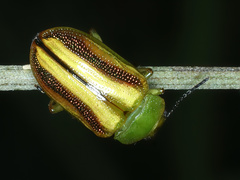 Calomela juncta