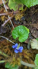 Viola guatemalensis