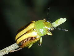 Calomela juncta