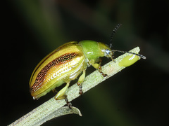 Calomela juncta