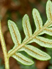 Pteridium esculentum esculentum