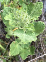 Malacothamnus lucianus