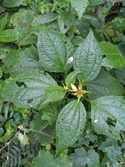 Smallanthus quichensis