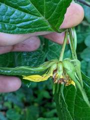 Smallanthus quichensis