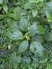 Smallanthus quichensis