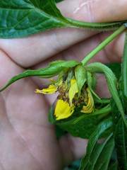 Smallanthus quichensis