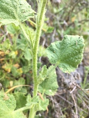 Malacothamnus lucianus
