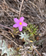 Oxalis polyphylla pentaphylla