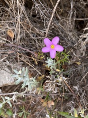 Oxalis polyphylla pentaphylla