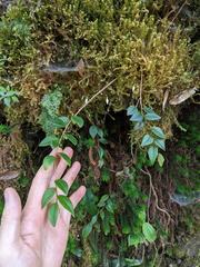Sphyrospermum buxifolium