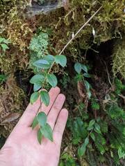 Sphyrospermum buxifolium