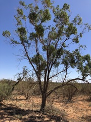 Myoporum platycarpum