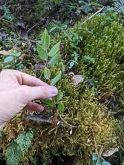 Sphyrospermum buxifolium