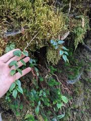 Sphyrospermum buxifolium