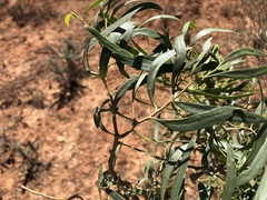 Myoporum platycarpum