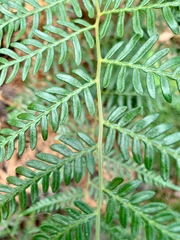Pteridium esculentum esculentum