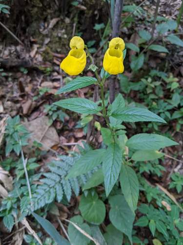 Calceolaria irazuensis (Calceolaria irazuensis)