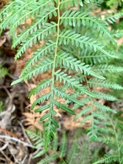 Pteridium esculentum esculentum