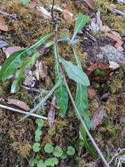 Hieracium irasuense