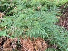 Pteridium esculentum esculentum