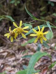 Senecio chirripoensis
