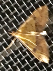 Choristostigma zephyralis