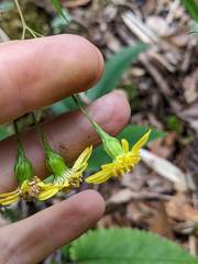 Senecio chirripoensis