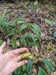 Senecio chirripoensis