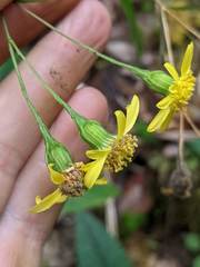 Senecio chirripoensis