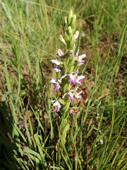 Brachycorythis tenuior