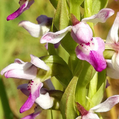 Brachycorythis tenuior