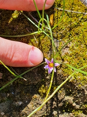 Romulea ramiflora ramiflora