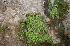 Asplenium trichomanes trichomanes